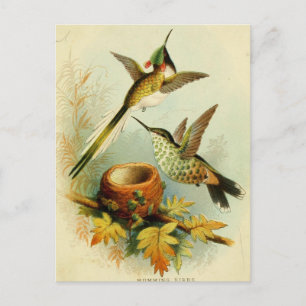 Vintage Hummingbird Illustration Postcard