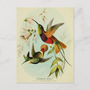 Vintage Hummingbird Illustration Postcard