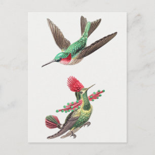 Vintage Hummingbird Illustration Postcard