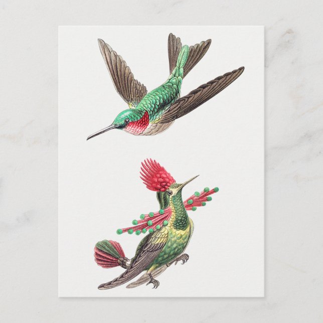 Vintage Hummingbird Illustration Postcard (Front)