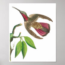 Vintage Hummingbird Illustration