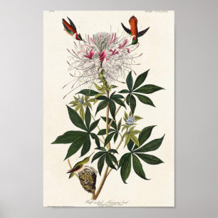 Vintage hummingbird illustration poster
