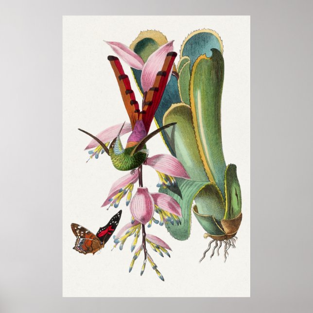 Vintage Hummingbird Illustration Poster (Front)