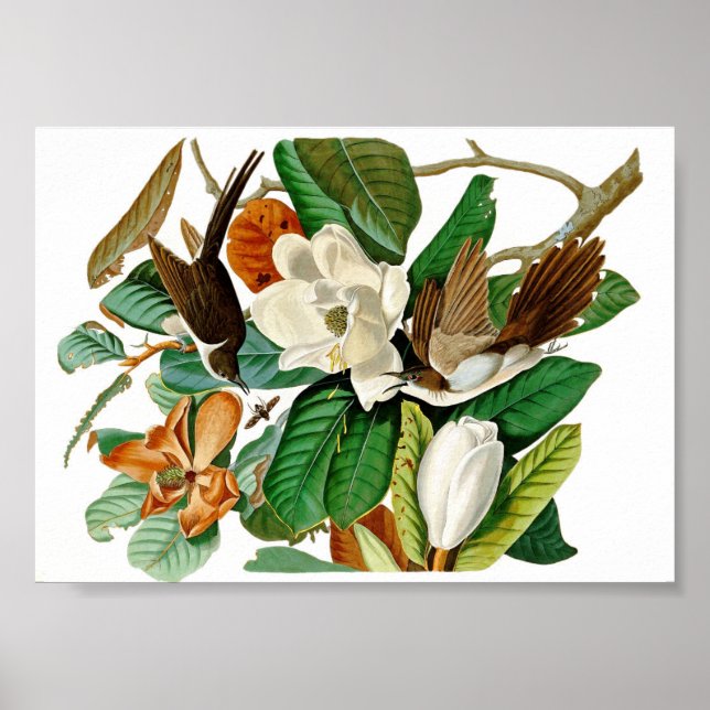Vintage hummingbird illustration poster (Front)