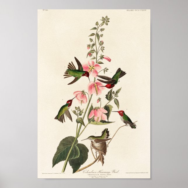Vintage hummingbird illustration poster (Front)