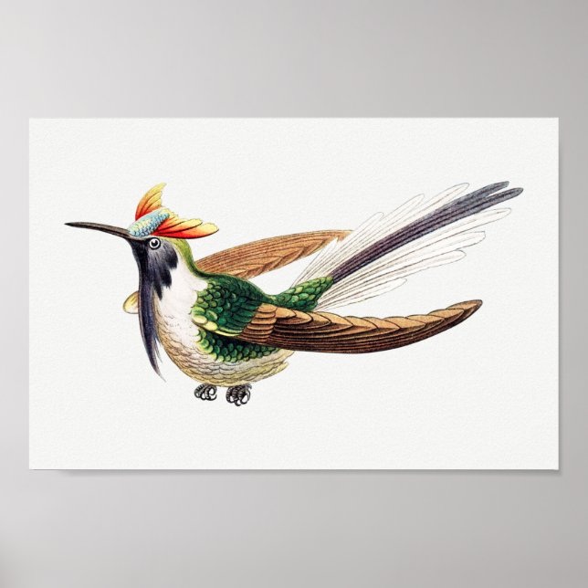 Vintage hummingbird illustration poster (Front)