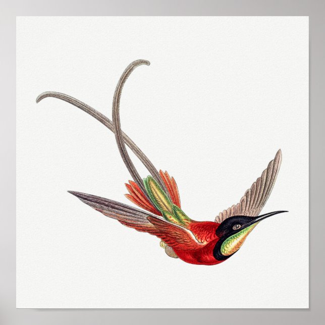 Vintage hummingbird illustration poster (Front)