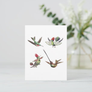 Vintage hummingbird illustrations set 2 postcard