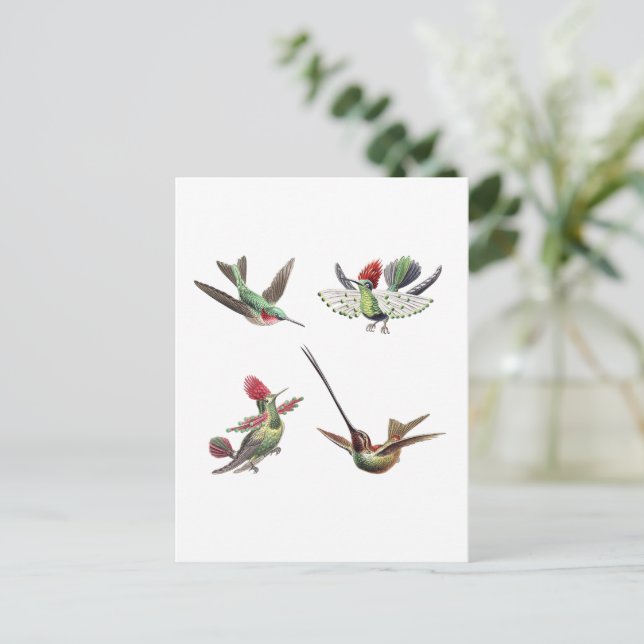 Vintage hummingbird illustrations set  2 postcard (Standing Front)