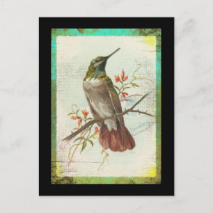 Vintage Hummingbird Postcard