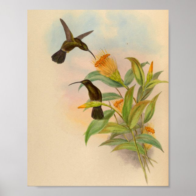 Vintage Hummingbird Print Orange Flowers (Front)