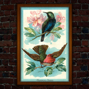 Vintage Hummingbirds 1917 Tropical Art Poster