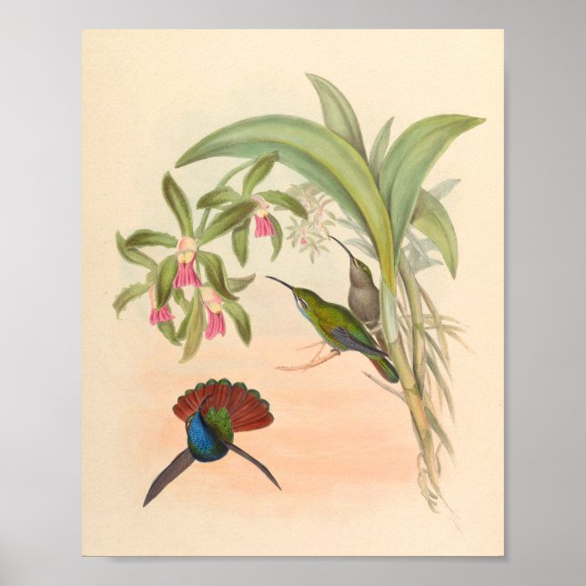 Vintage Hummingbirds Art Bird Print Flowers (Front)
