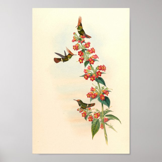 Vintage Hummingbirds Art Bird Print Flowers (Front)