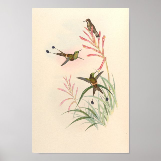 Vintage Hummingbirds Art Bird Print Flowers (Front)