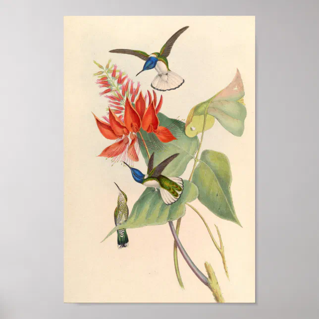 Vintage Hummingbirds Art Bird Print Flowers | Zazzle