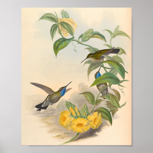Vintage Hummingbirds Art Bird Print Flowers (Front)