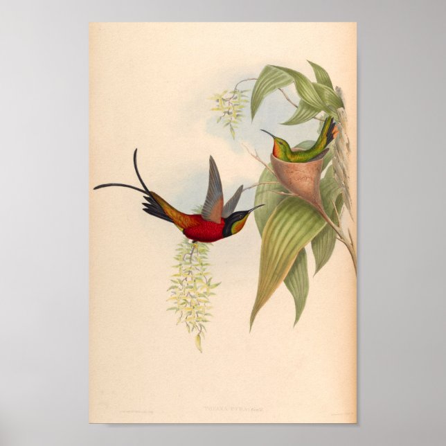 Vintage Hummingbirds Art Bird Print Flowers (Front)