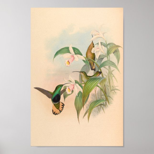 Vintage Hummingbirds Art Bird Print Flowers (Front)
