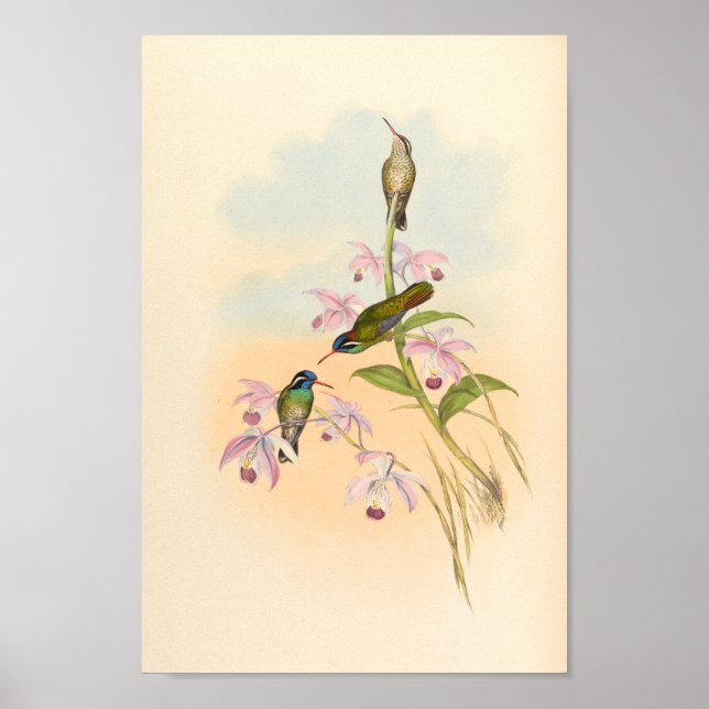 Vintage Hummingbirds Art Bird Print Flowers (Front)