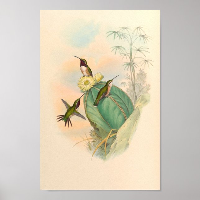 Vintage Hummingbirds Art Bird Print Flowers (Front)