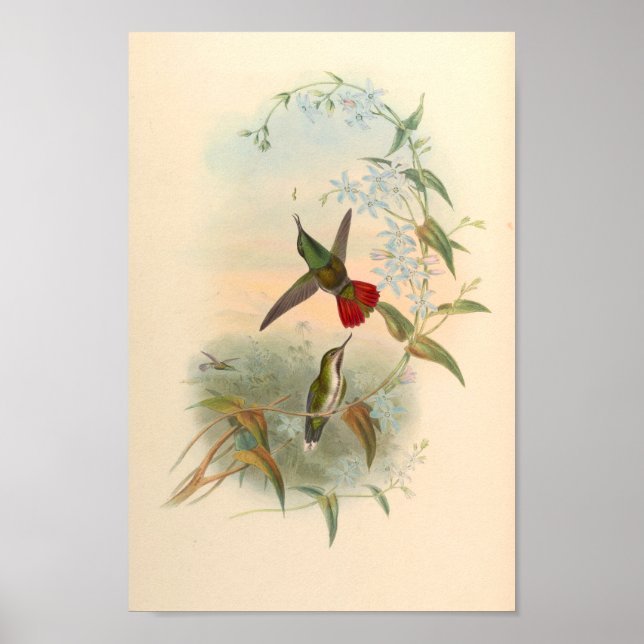 Vintage Hummingbirds Art Bird Print Flowers (Front)