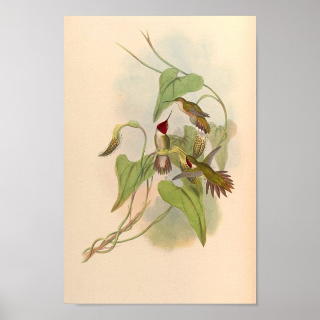 Vintage Hummingbirds Art Bird Print Flowers (Front)