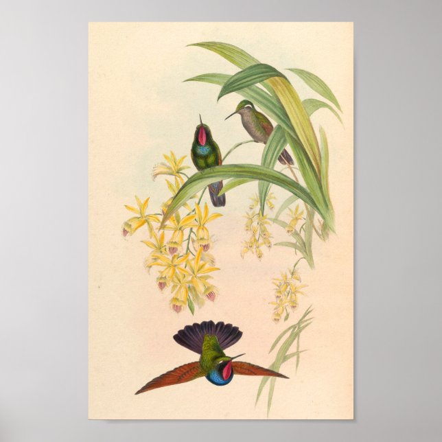 Vintage Hummingbirds Art Bird Print Flowers (Front)