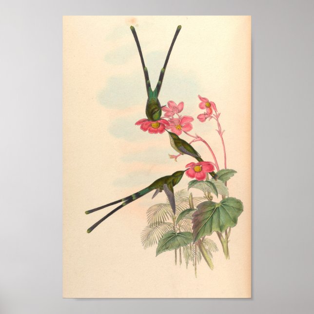 Vintage Hummingbirds Art Bird Print Flowers (Front)