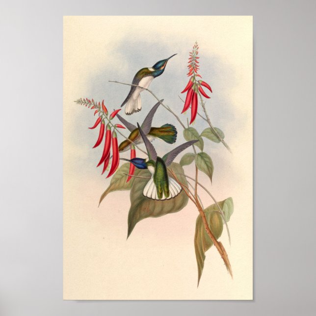Vintage Hummingbirds Art Bird Print Flowers (Front)