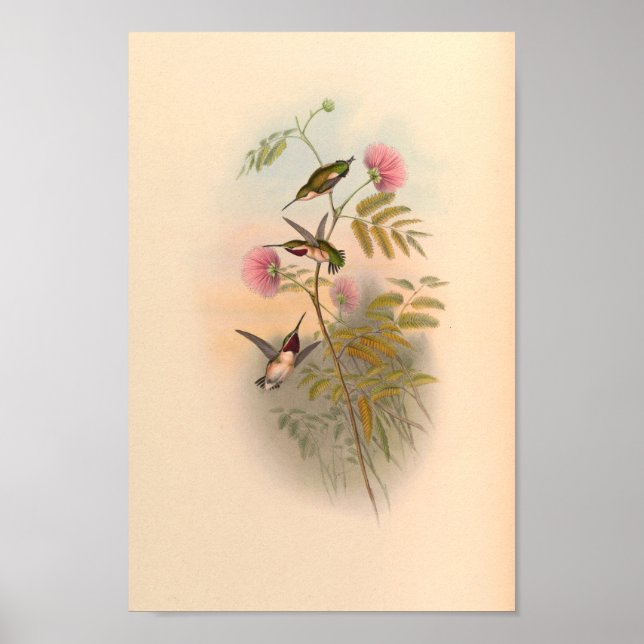 Vintage Hummingbirds Art Bird Print Flowers (Front)