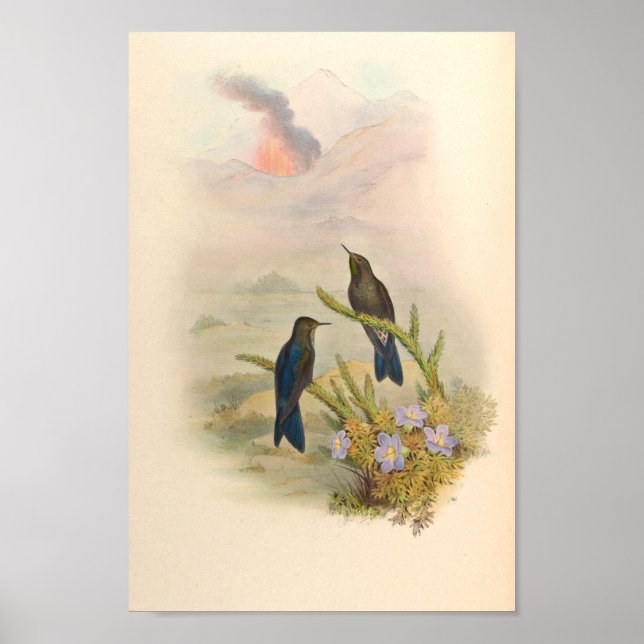Vintage Hummingbirds Art Bird Print Flowers (Front)