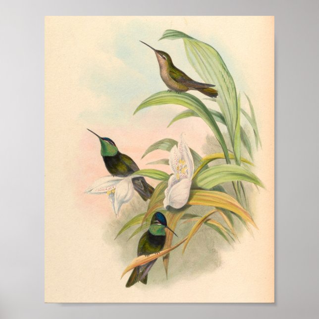 Vintage Hummingbirds Art Bird Print Flowers (Front)