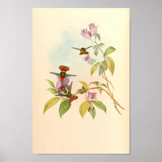 Vintage Hummingbirds Art Bird Print Flowers | Zazzle