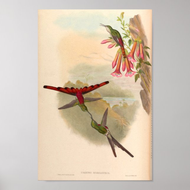 Vintage Hummingbirds Art Bird Print Flowers (Front)