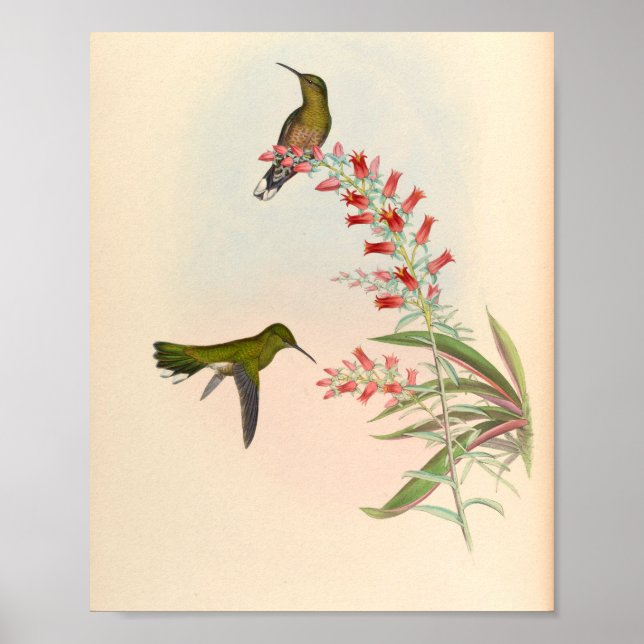 Vintage Hummingbirds Art Bird Print Flowers (Front)