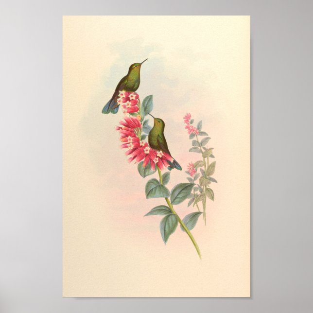 Vintage Hummingbirds Art Bird Print Flowers (Front)