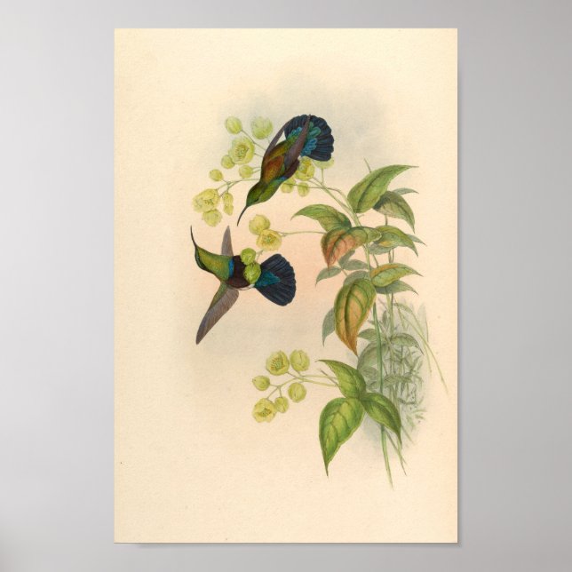 Vintage Hummingbirds Art Bird Print Flowers (Front)
