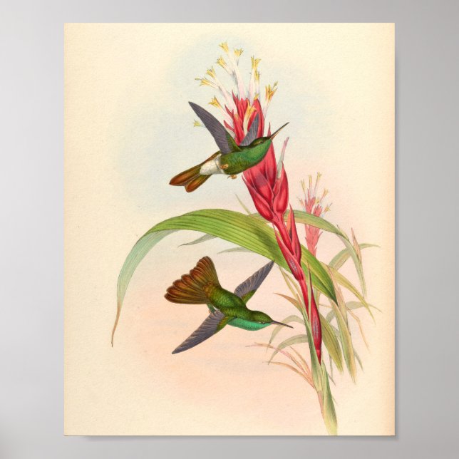 Vintage Hummingbirds Art Bird Print Flowers (Front)