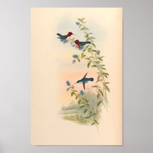 Vintage Hummingbirds Art Bird Print Flowers (Front)