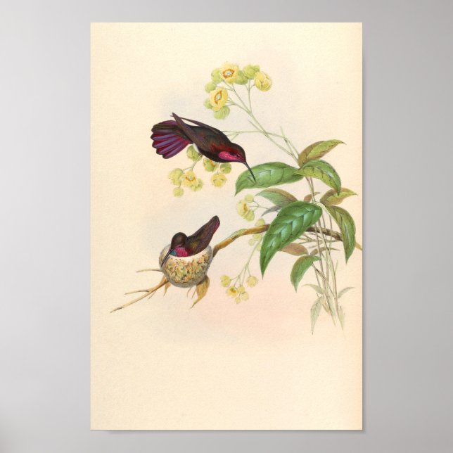 Vintage Hummingbirds Art Bird Print Flowers (Front)