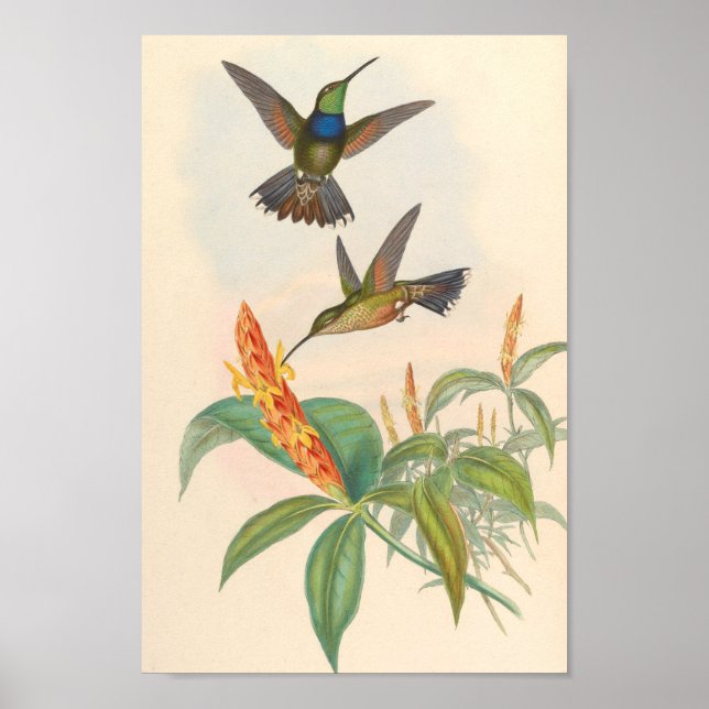 Vintage Hummingbirds Art Bird Print Flowers (Front)