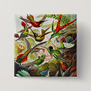 Vintage Hummingbirds by Ernst Haeckel 15 Cm Square Badge