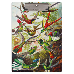 Vintage Hummingbirds by Ernst Haeckel Clipboard