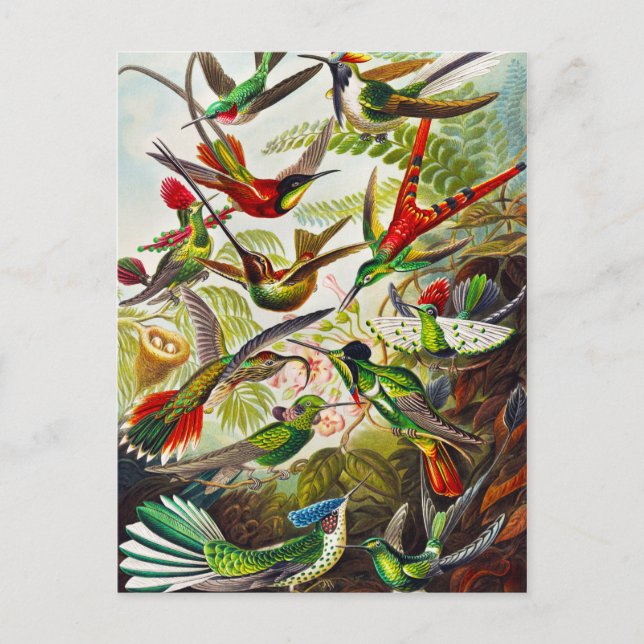 Vintage Hummingbirds by Ernst Haeckel Postcard (Front)