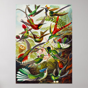 Vintage Hummingbirds by Ernst Haeckel Poster