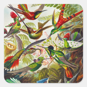 Vintage Hummingbirds by Ernst Haeckel Square Sticker