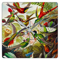 Vintage Hummingbirds by Ernst Haeckel