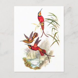 Vintage Hummingbirds by John Gould Postcard