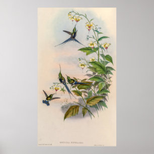 Vintage Hummingbirds by John Gould Poster